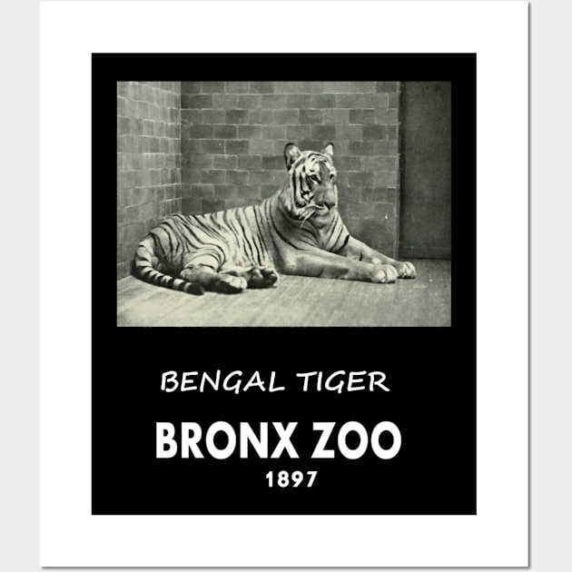 ART OF ZOO - BENGAL TIGERPHOTOGRAPH ~BRONX ZOO -1897 Wall Art by HandMadingGift